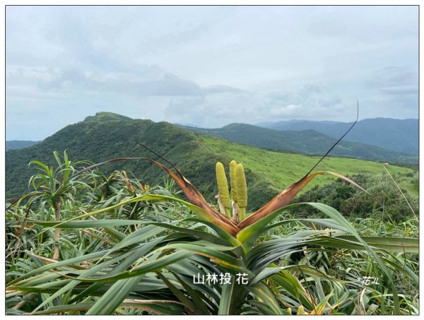 灣坑頭山(小百岳)內寮線、大溪線、草嶺線連走2529371