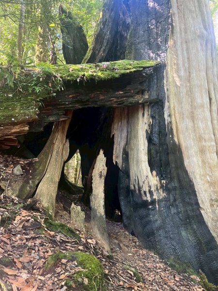 新竹 尖石 鎮西堡巨木群步道A線巨木群 毒龍潭2885017