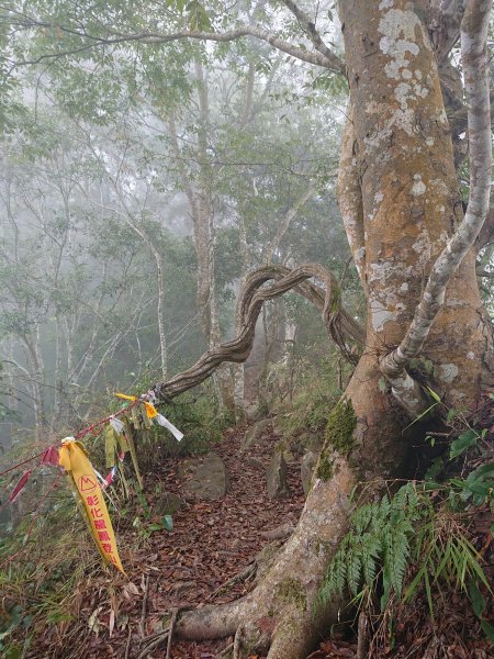 大克山砲台古道1212621