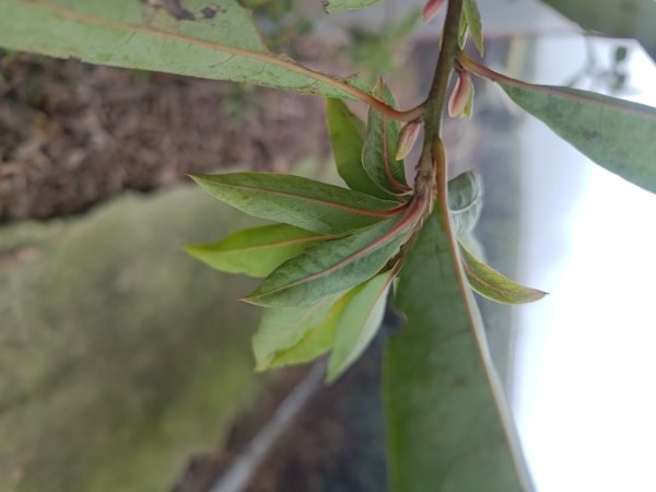 梅山鄉撿山頭2449382