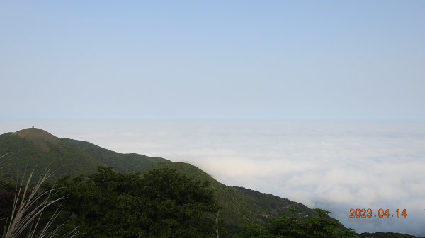 邂逅江湖傳說已久鐘萼木(據說冰河孓遺植物)，再見差強人意的月光/日出雲海2112144