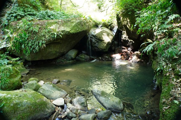 新竹 五峰 鵝公髻山2916851