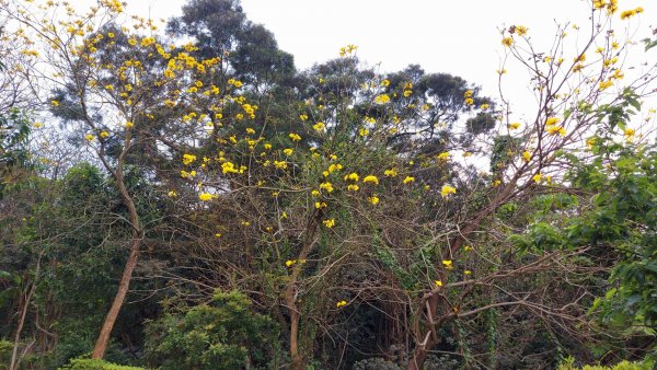 小百岳NO.5觀音山 牛港稜步道  硬漢嶺   楓櫃斗湖登山步道2090110