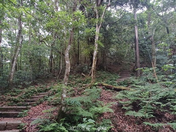【桃園復興】台灣百大必訪步道。 東眼山森林遊樂區-東眼山自導式步道2835933