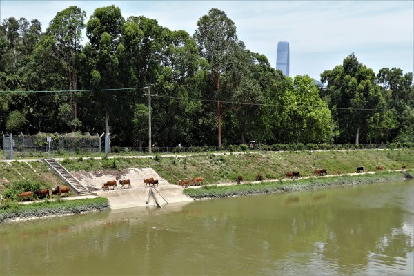 HK - 大石磨949997