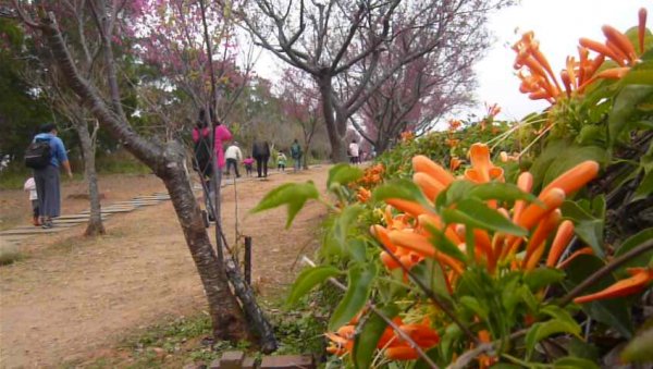 富貴吉祥～銅鑼炮仗花海公園1286807