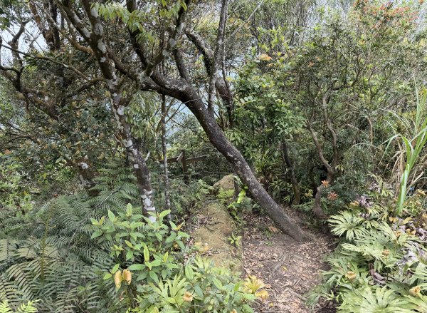 [微笑山線_第八段] 2026_0411 二格山系_筆架山南峰3035184