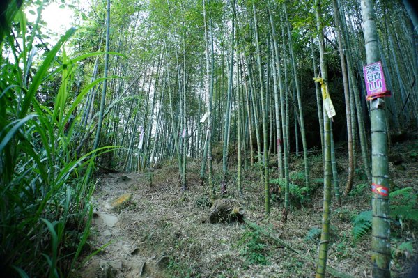 南投 鹿谷 龍鳳山、龍鳳峽山、三叉崙山、水桶寮山、內樹皮山、羊頭崙山、志騰山、竹崙山、溪頭山2962235
