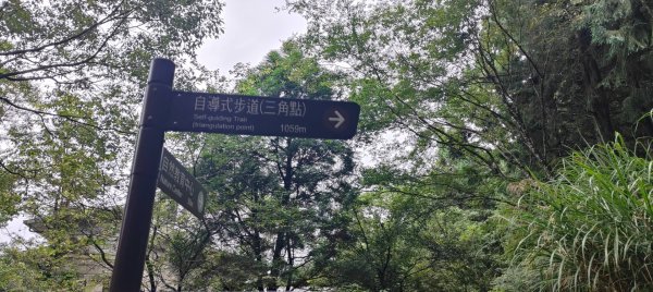 東眼山國家森林遊樂區2522645