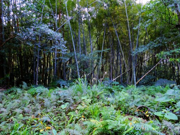 柳杉成林 百年石階---新竹橫山騎龍古道132750