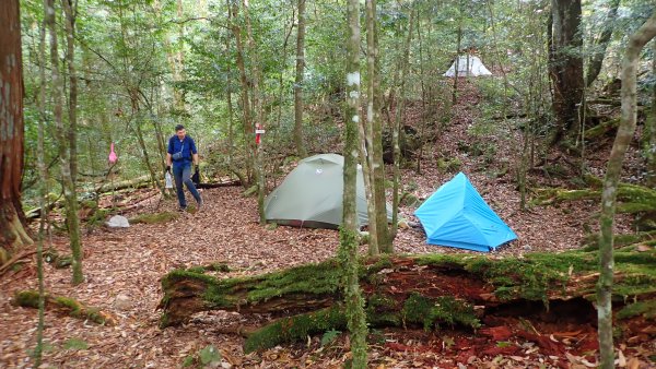 台灣最高如神般存在的大安溪倚天劍巨木探訪2747997