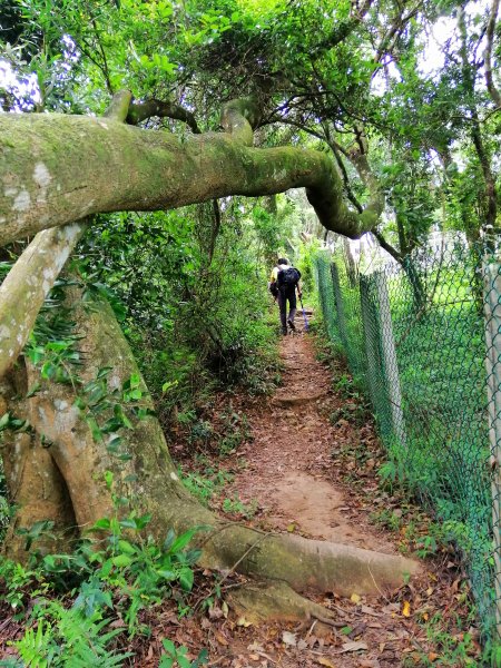 山風徐徐涼如秋。 編號29小百岳~獅頭山743919