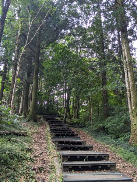 東眼山國家森林遊樂區1056014