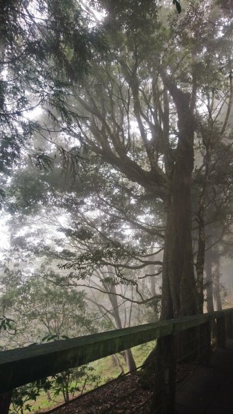溪頭天文台登山步道、神木步道1523939
