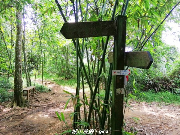 【桃園。大溪】療癒的綠色山徑。 小百岳集起來。編號23小百岳-溪洲山1448887