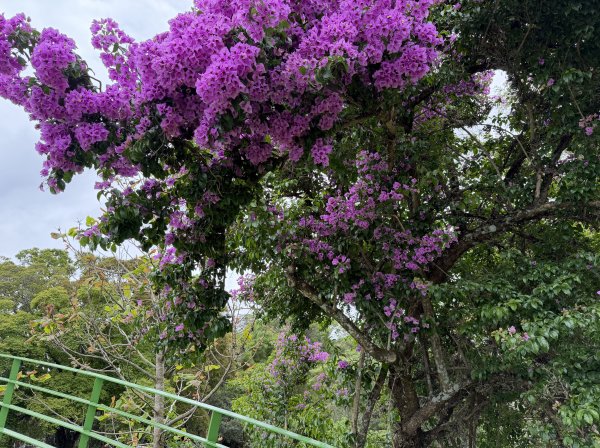 [紐約馬之行-69] 2025_1116 伊比拉布埃拉公園-下2955181