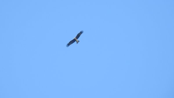 雲山水花鳥蝶 - 天龍國阿伯的日常7/18 & 21、22、292553920