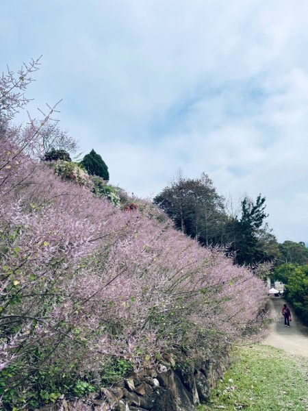 20250224 南投粉紅山丘麝香木秘境2743820