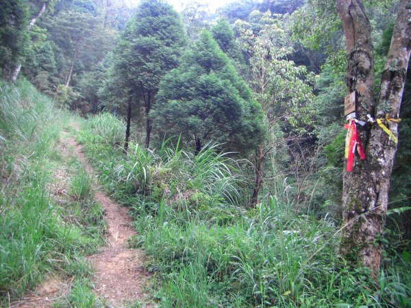 赫威神木群步道&赫威山200907301955198