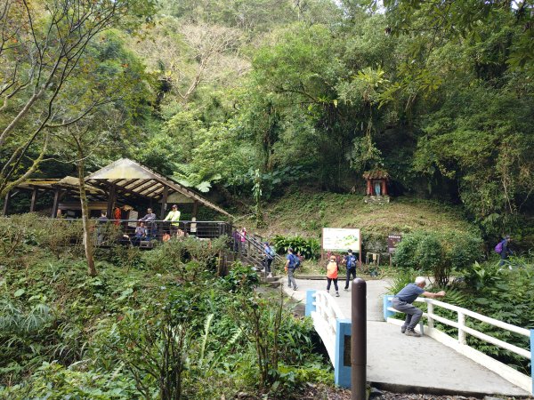 朝聖抹茶山2949491