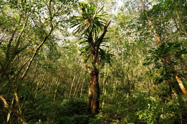 新北 烏來 美鹿山、高腰山、拔刀爾山、小巫山2703480