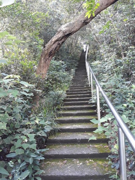 彰化員林臥龍坡環藤山步道20190714629496