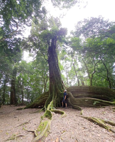 20251014雪見遊憩區 🚴‍♂️咖搭車走司馬限林道上東洗水山兩刷北坑山至大板根2916433