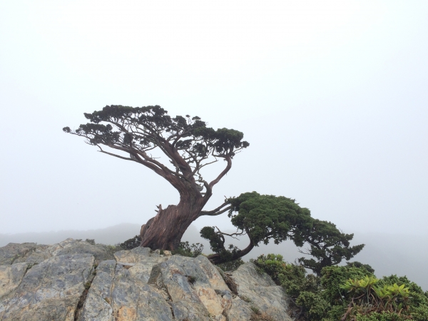 嘉明湖-天使的眼淚-向陽，三叉山59436