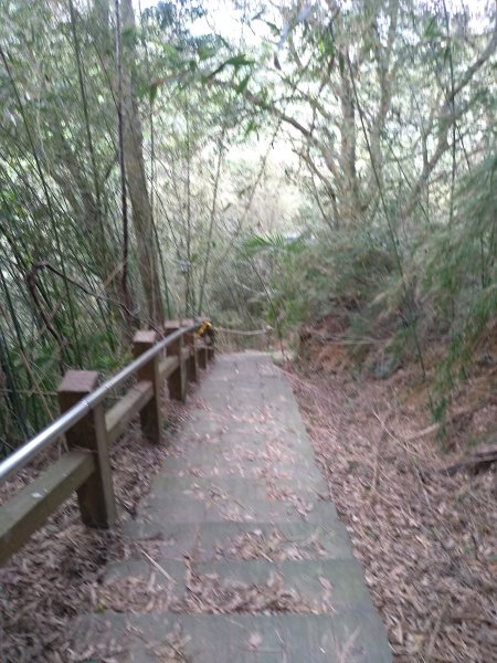 山塘背登山步道-竹林秘境1606210