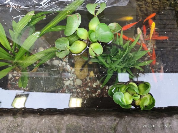 四川成都寬窄巷子、太古里、川劇變臉2940949