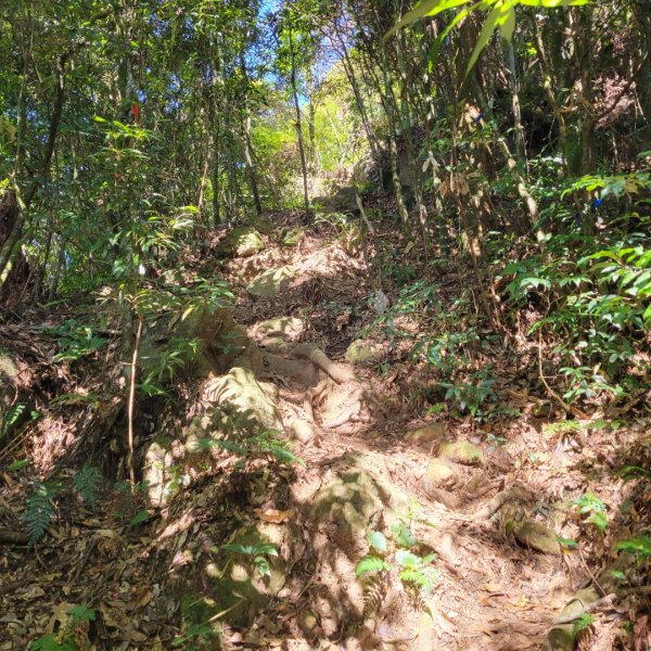 溪頭鳳凰山隆田線（小百岳）2350883