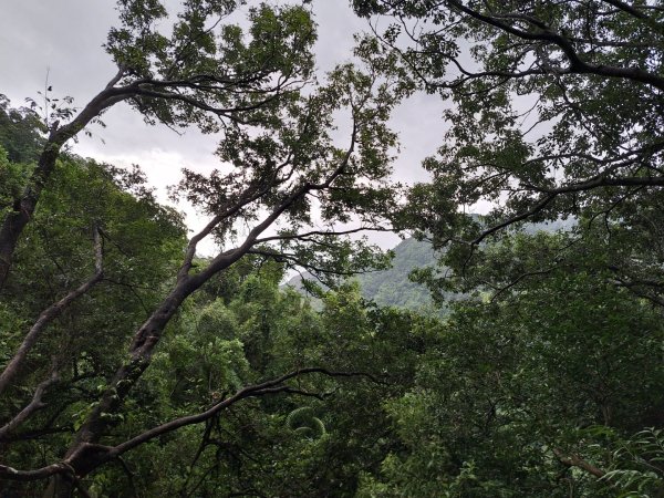 新北五寮尖登山步道3103274