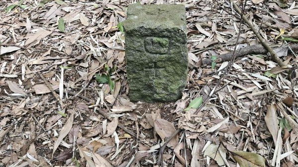 20260220大慈寺參拜道-四十基石-中正山-中正山東南峰3002840