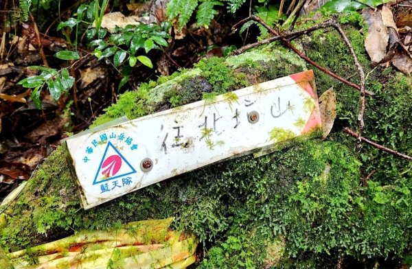 【中級山縱走】觀雪縱走（雪見大板根，仰天神木，北坑山，司馬限林道）2741247