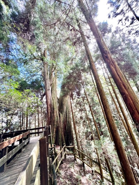 觀霧-檜山巨木群步道2925529