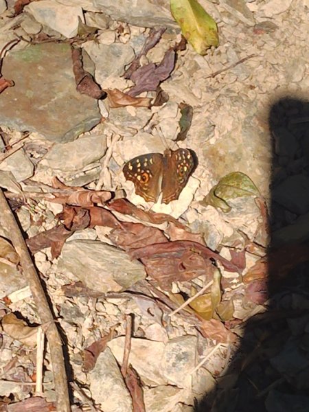 亞麻灣山 日湯真西南峰 亞麻灣山西峰2980025