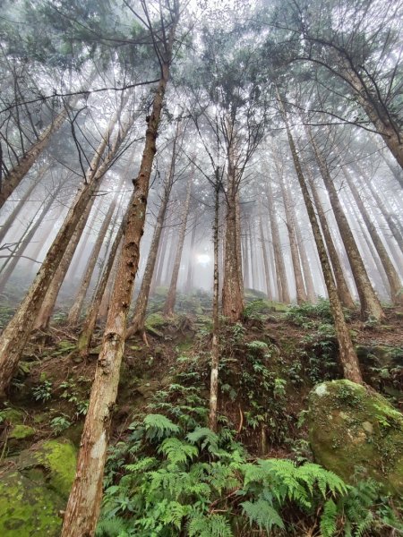 加里山（大坪登山口-杜鵑嶺-避難小屋）2767759