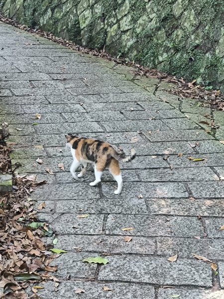 20250928微笑山線：【二格山系】銀河洞越嶺段2896174