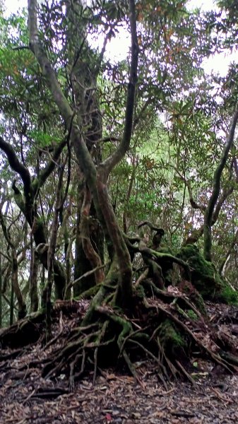 塔曼山：新北市第一高峰之樹的國度1860946