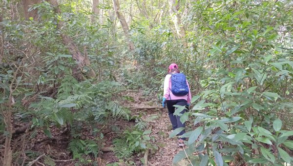 (姨婆趴趴走)第四十六集:新竹關西赤柯山及南峰、東西獅頭山、馬福山環狀縱走2685736