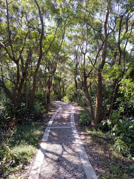 虎頭山-虎嶺迎風步道775384