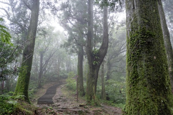 東眼山雨中尋幽2975340