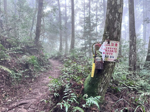 絕美柳杉林民都有山涼爽舒適2604527