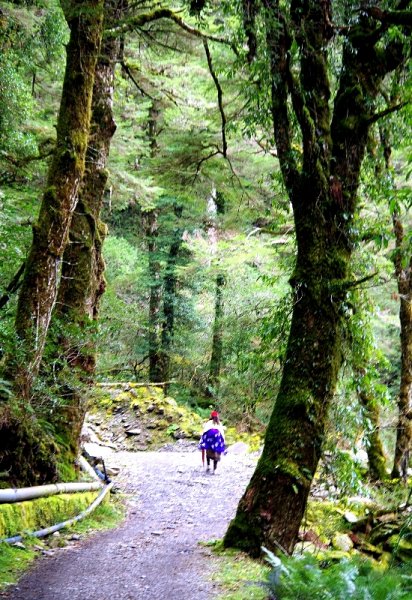 山風15度C吹拂 ~ 合歡溪 步道1551790