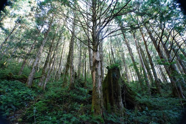 宜蘭 大同 三星山2890386