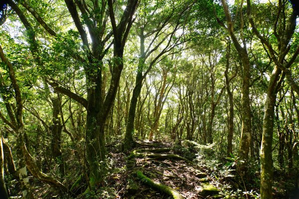 新竹 尖石 大混山、牛欄坑山、李崠山3058571