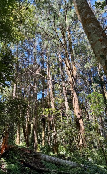 瞭望台-瓊山-望美山-獵人古道2887719