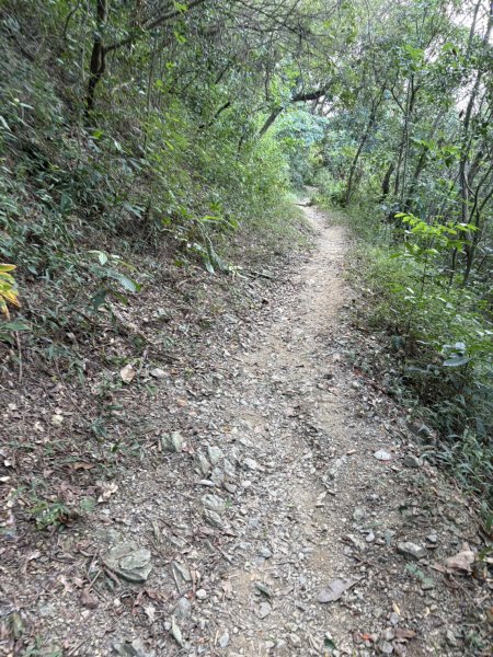 20251109棚集山步道2935232