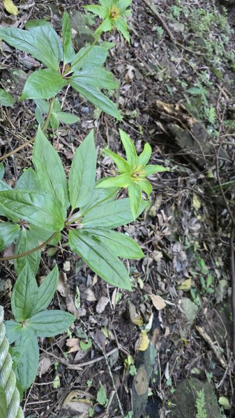 2025竹子湖海芋季美不勝收，最受歡迎的國家公園陽明山國家公園，親子皆宜，適合各式玩家2747604
