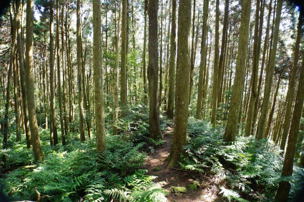 新竹 五峰 鵝公髻山2916843